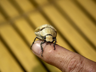 Tropical cockchafer landed on hand, Indonesia