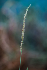 Close-up portrait of Triden grass that grown near a lake back of my house