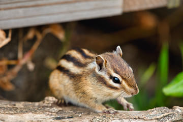 Chipmunk, Japan, Saitama, wild animals