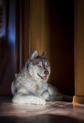 An adult husky dog in beige color is lying on the floor in the room and looking into the frame