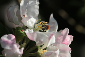 Apfelblüte mit Biene