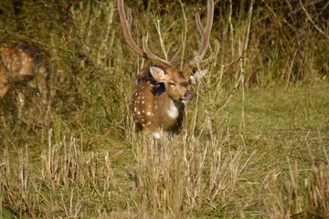 deer in the forest