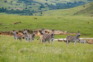 A Dazzle of Zebras In A Group In The Mountains of Drakensberg, South Africa, by the Watering Hole Lake With Other Antelope