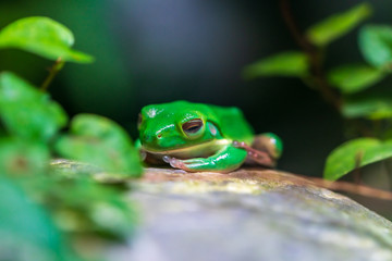 Green tree frog