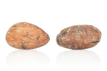 Group of two whole fresh brown cocoa bean isolated on white background
