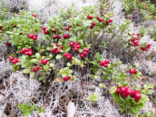 Lingonberries
