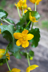 close up of marsh marigold/ kingcup yellow flowers on wooden background 