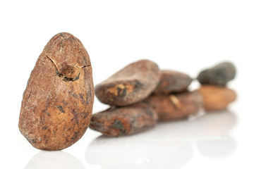 Group of seven whole fresh brown cocoa bean front focus isolated on white background