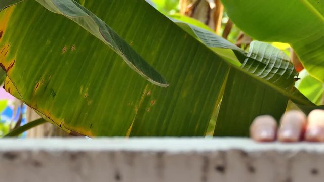 A gray haired Asian man climbed up the concrete wall and sneaked into his house in the morning when he fled his wife on a trip yesterday.