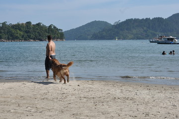 cute dog walking in the sand beach