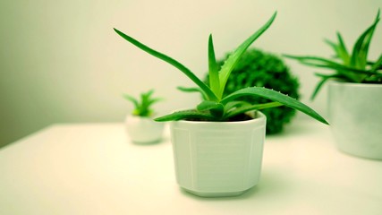 Cactus dans un pot blanc