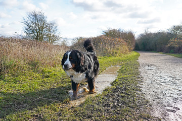 Bernese Mountain Dog walking in the puddle, next to a path 
