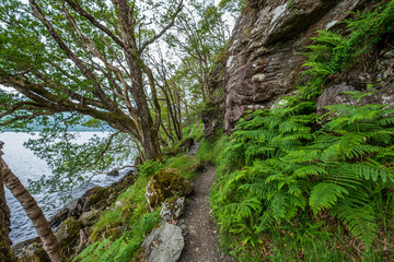 A stunning forest hiking trail beside Loch Lomond on the West Highland Way in Scotland