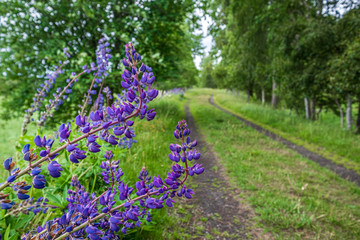 Bright purple lupines in the countryside