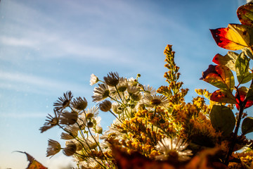 flowers on background of blue sky
