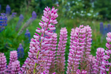 Fototapeta premium A field of bright pink lupines with a green background
