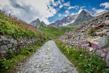 A rocky military road leading to the mountains surrounded by verdant green and pink foliage