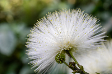 close-up of a white powder puff (Calliandra) flower in green bokeh