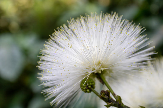 Close-up Of A White Powder Puff (Calliandra) Flower In Green Bokeh