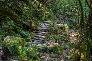 An atmospheric trail through a lush moss covered forest in Yakushima, Japan