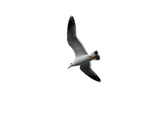  Flying seagull isolated on the white.