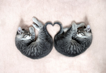 on a light beige pastel fluffy blanket a pair of small gray kittens sleeps folded their tails in the heart of the mine space