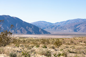 Desert landscape, blue sky,  wildflowers, hot and arid