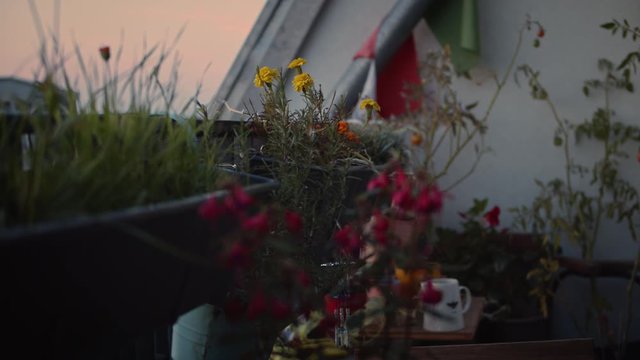 plantas en un balc&oacute;n de Berlin en verano