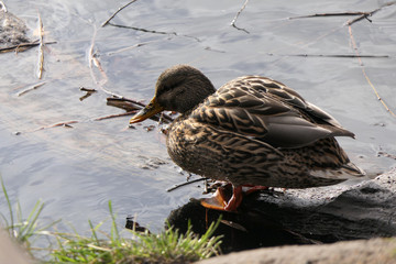 Water birds, ducks in the river or lake
