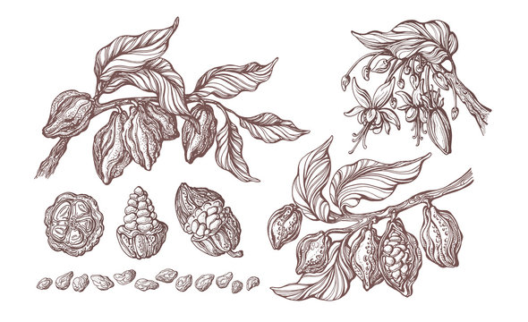 Cocoa set. Vector illustration. Botanical sketch