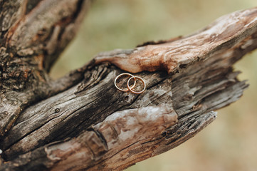 Wedding gold rings close-up on a background of a log tree with a texture. Photography, concept.