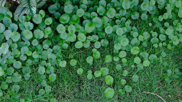 Centella asiatica or Asiatic pennywort growing in the shady area of the garden.  It is used as a culinary vegetable and as a medicinal herb.