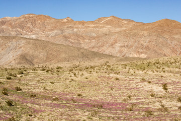 Desert landscape, blue sky,  magenta flowers, hot and arid