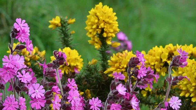 Red campion (Silene dioica) and common gorse (Ulex europaeus) in flower in spring