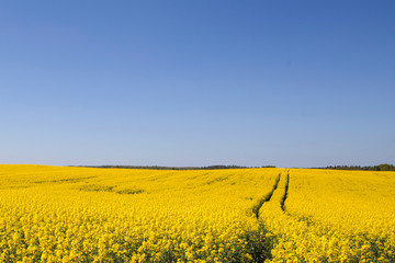 Ukrainian flag. field of oilseed rape and blue sky 