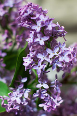 closeup of purple lilac  flowers on wooden background