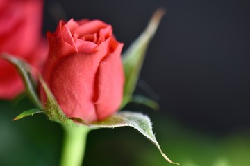 beautiful red rosebud 