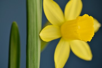 Obraz premium close up of spring daffodil flower 