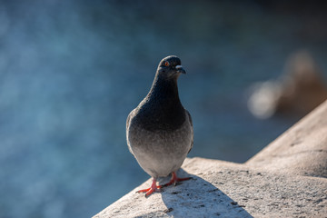 Pigeon sitting on a gray asphalt curb curiously looking on camera