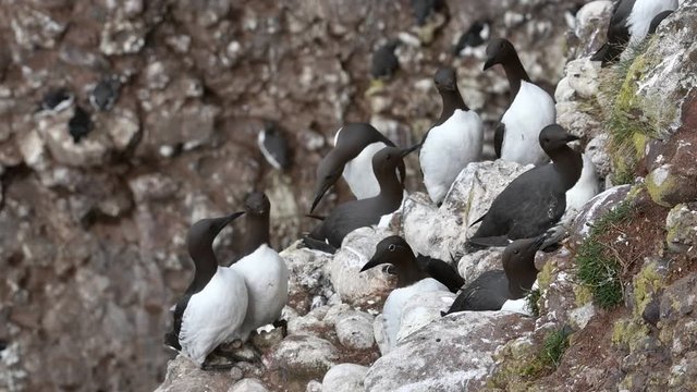 Bridled guillemot nesting among other ccommon murres in sea cliff face at seabird colony, Scotland, UK