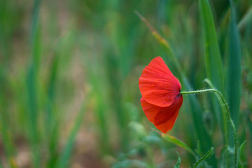 poppy in field