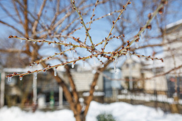icy branches with icicles on a sunny day