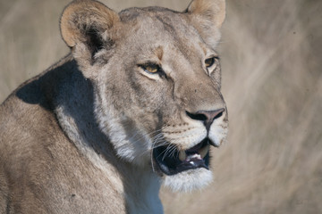 Lioness, Botswana