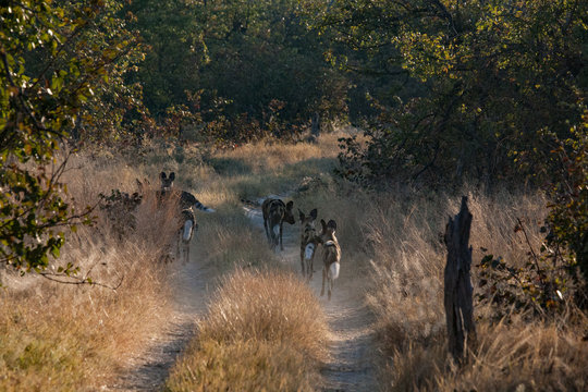 Lycaons at dawn