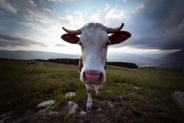 close-up of a cow. Bovine but threatening look and pointed horns. Alpine pasture at sunset copn...