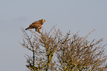 bird of prey buzzard in top of a tree