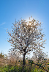 Flowering tree, arrival of spring