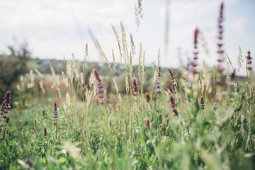 beautiful meadow with different herbs and flowers