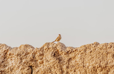 House sparrow sitting on wall