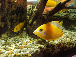 color aquarium fish in water